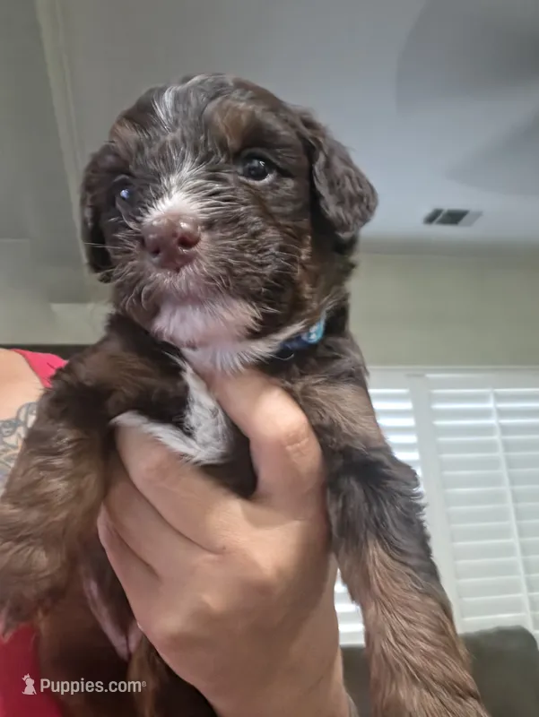 Sky (light blue collar) – Labradoodle, Miniature Australian Shepherd puppy for sale in Salida, CA