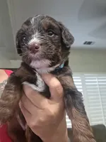 Sky (light blue collar), a female Labradoodle and Miniature Australian Shepherd for sale in Salida, CA – 1 of 1