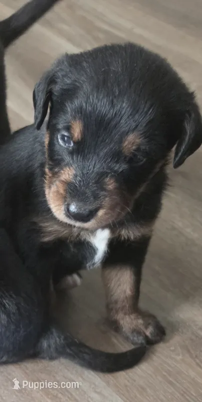 Bruno – Labradoodle, Miniature Australian Shepherd puppy for sale in Salida, CA