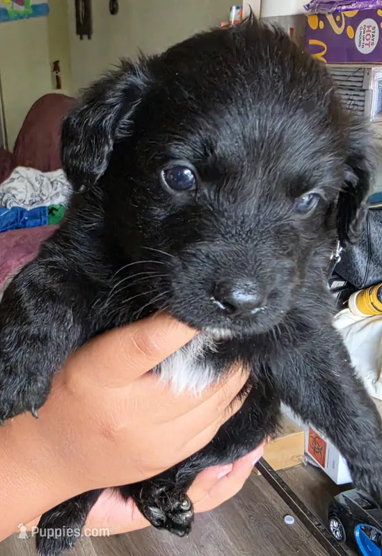 Oliver (Green collar) – Labradoodle, Miniature Australian Shepherd puppy for sale in Salida, CA