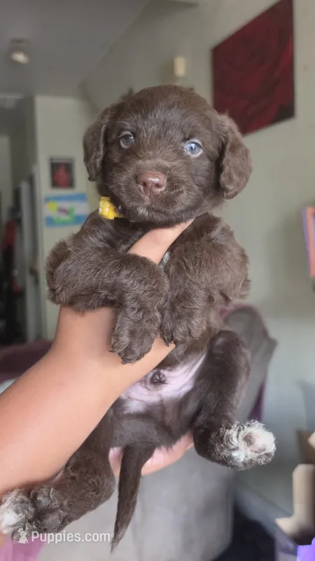 Sunny (yellow collar) – Labradoodle, Miniature Australian Shepherd puppy for sale in Salida, CA