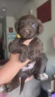 Sunny (yellow collar), a male Labradoodle and Miniature Australian Shepherd for sale in Salida, CA – 1 of 1