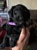 Raven (purple collar), a female Labradoodle and Miniature Australian Shepherd for sale in Salida, CA – 1 of 1