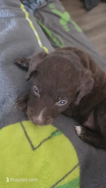 Ben (orange collar) – Labradoodle, Miniature Australian Shepherd puppy for sale in Salida, CA