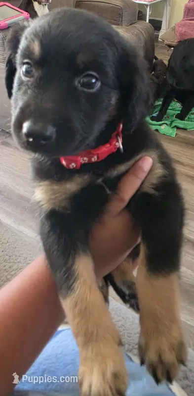 Maxx – Miniature Australian Shepherd puppy for sale in Salida, CA