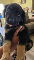 Maxx, a male Miniature Australian Shepherd for sale in Salida, CA – 2 of 2