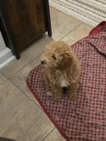 Daisy, a female Poodle - Toy  for sale in Charlotte, NC – Photo 2 of 3