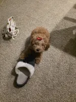 Daisy, a female Poodle - Toy  for sale in Charlotte, NC – Photo 3 of 3