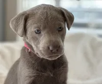 Pinky, a female Labrador Retriever for sale in Grinnell, IA – Photo 3 of 4