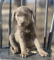 Pinky, a female Labrador Retriever for sale in Grinnell, IA – Photo 1 of 4