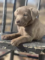 Pinky, a female Labrador Retriever for sale in Grinnell, IA – Photo 2 of 4