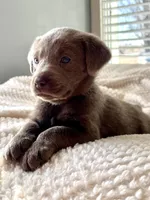 Sadie, a  Labrador Retriever for sale in Grinnell, IA – Photo 2 of 3