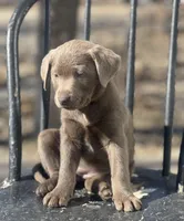 Sadie, a  Labrador Retriever for sale in Grinnell, IA – Photo 1 of 3