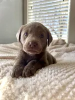 Sadie, a  Labrador Retriever for sale in Grinnell, IA – Photo 3 of 3