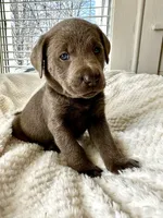 Teddy, a male Labrador Retriever for sale in Grinnell, IA – Photo 4 of 5