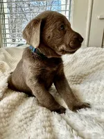 Teddy, a male Labrador Retriever for sale in Grinnell, IA – Photo 5 of 5