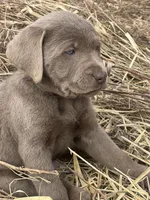 Teddy, a male Labrador Retriever for sale in Grinnell, IA – Photo 3 of 5