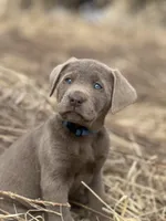 Teddy, a male Labrador Retriever for sale in Grinnell, IA – Photo 1 of 5