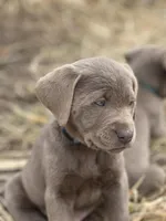 Teddy, a male Labrador Retriever for sale in Grinnell, IA – Photo 2 of 5