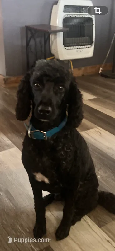 Pepper – Poodle - Miniature  puppy for sale in Eaton, OH