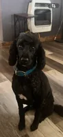 Pepper, a male Poodle - Miniature  for sale in Eaton, OH – 1 of 1