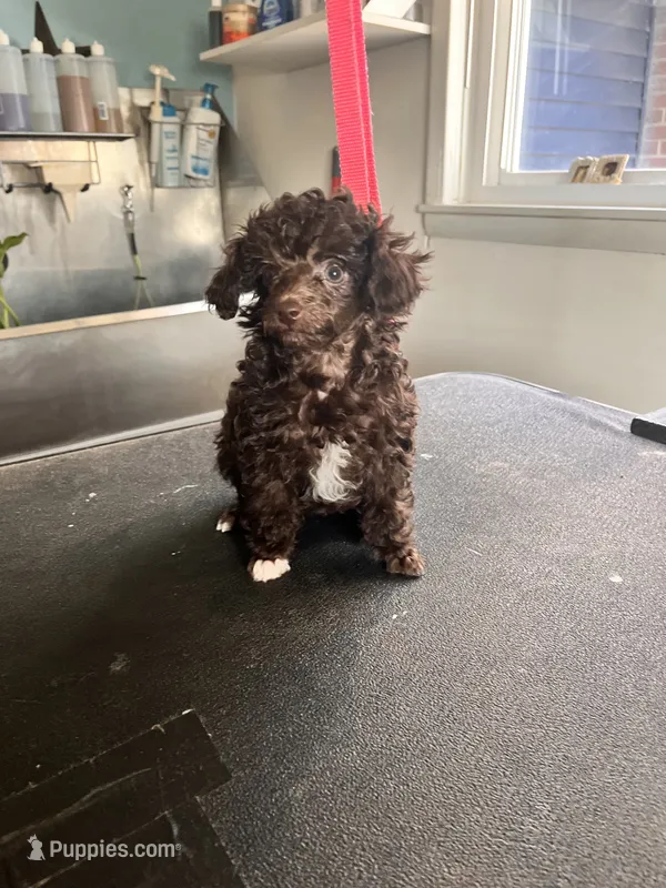 White foot – Poodle - Toy  puppy for sale in Eaton, OH