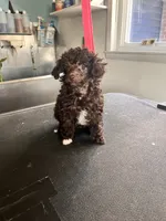 White foot, a female Poodle - Toy  for sale in Eaton, OH – 1 of 1