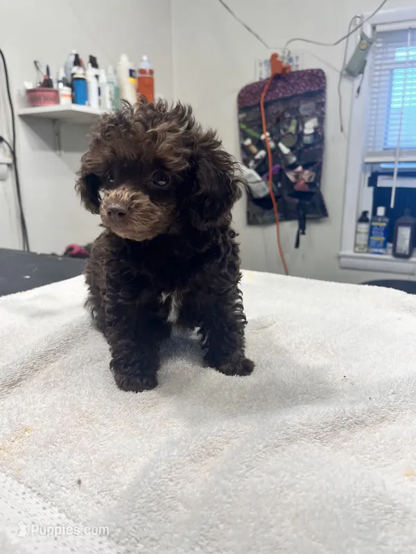 Sugar – Poodle - Toy  puppy for sale in Eaton, OH