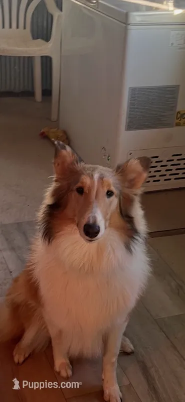 Reba – Collie puppy for sale in Eaton, OH