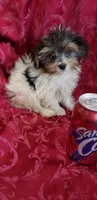 COOKIE'S CANDY KISS, a female Yorkshire Terrier for sale in Yakima, WA – Photo 2 of 2