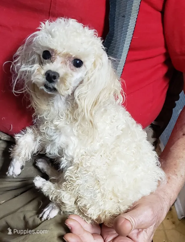 BLUEBELLE'S 3# TCUP AKC CASPER