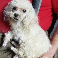 BLUEBELLE'S 3.8# TCUP CASPER, a male Poodle - Toy  for sale in Yakima, WA – 1 of 1