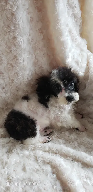 SKEETER'S SKIPPER – Poodle - Toy  puppy for sale in Yakima, WA