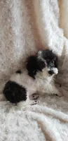 SKEETER'S SKIPPER, a male Poodle - Toy  for sale in Yakima, WA – 1 of 1