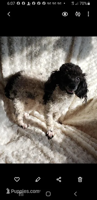 CALICO'S SWEET CINDY