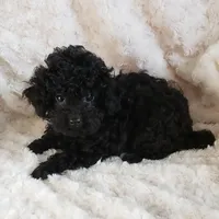 TCUP PURE BLACK JET, a male Poodle - Toy  for sale in Yakima, WA – Photo 2 of 2