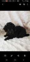 TCUP PURE BLACK JET, a male Poodle - Toy  for sale in Yakima, WA – Photo 2 of 2