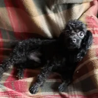 TCUP PURE BLACK JET, a male Poodle - Toy  for sale in Yakima, WA – Photo 1 of 2