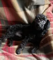 TCUP PURE BLACK JET, a male Poodle - Toy  for sale in Yakima, WA – Photo 1 of 2