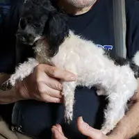 REDUCED  BENNY, a male Poodle - Toy  for sale in Yakima, WA – Photo 1 of 2