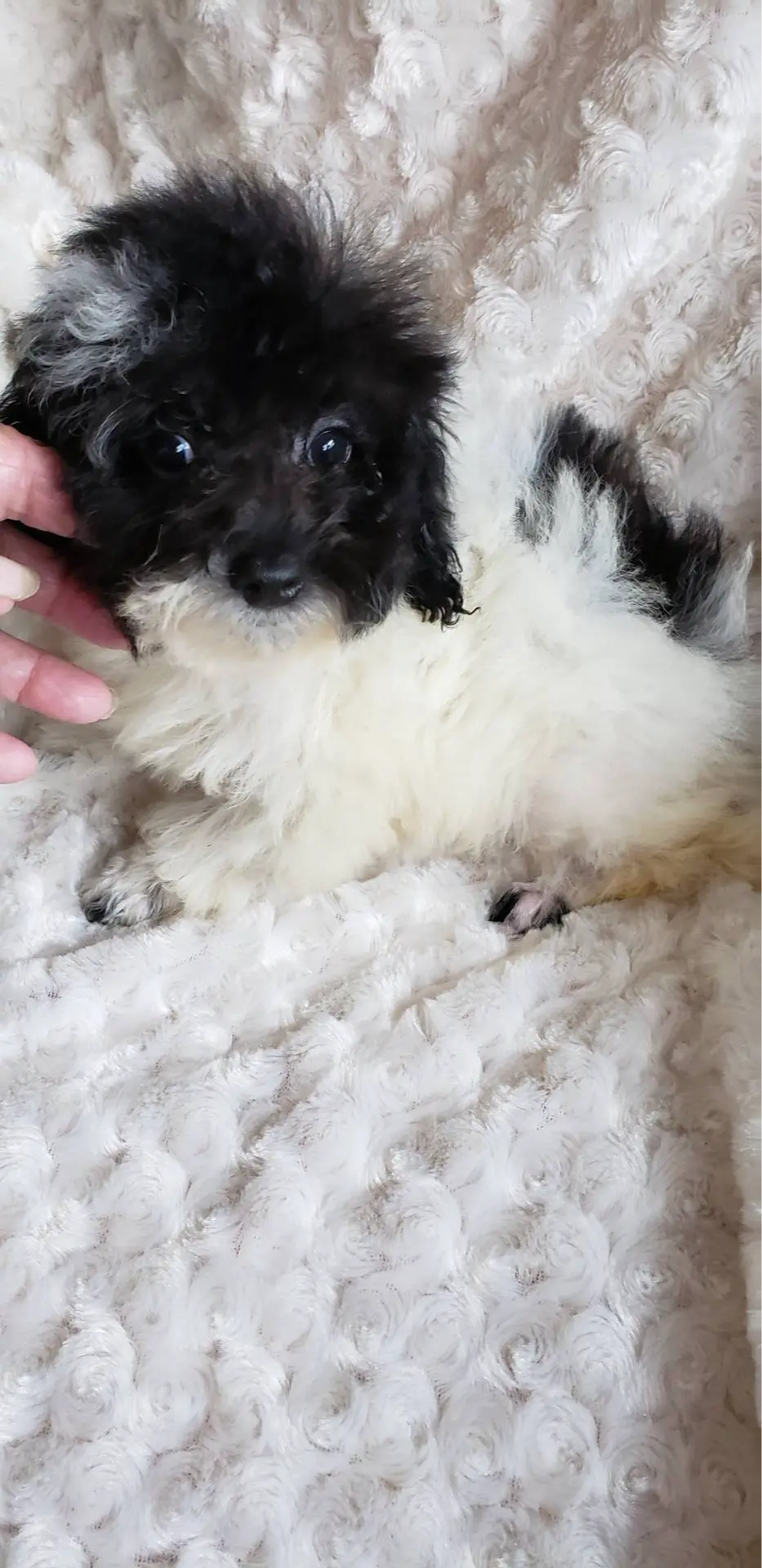 REDUCED  BENNY, a male Poodle - Toy  for sale in Yakima, WA – Photo 2 of 2