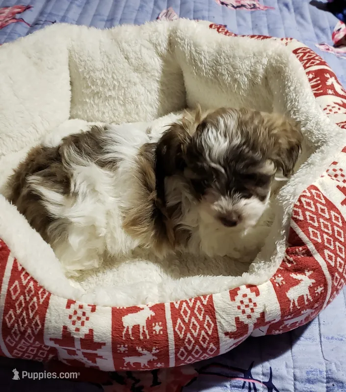 YORKIPOO LITTLE CURLY
