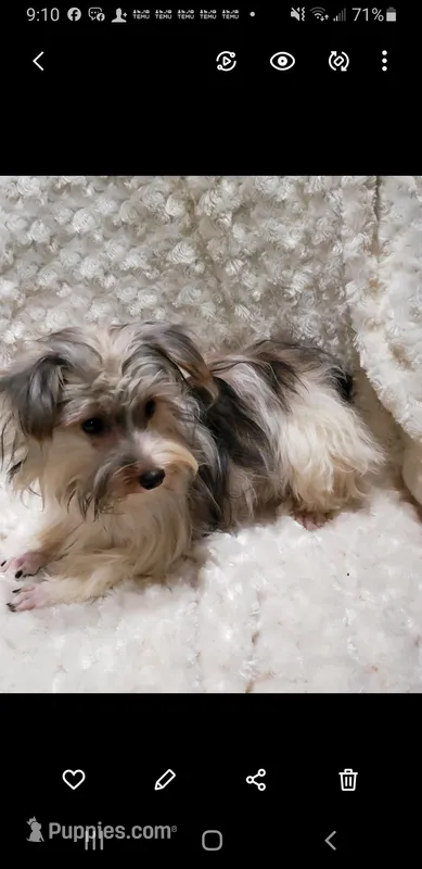 COOKIE'S DARLING CANDY