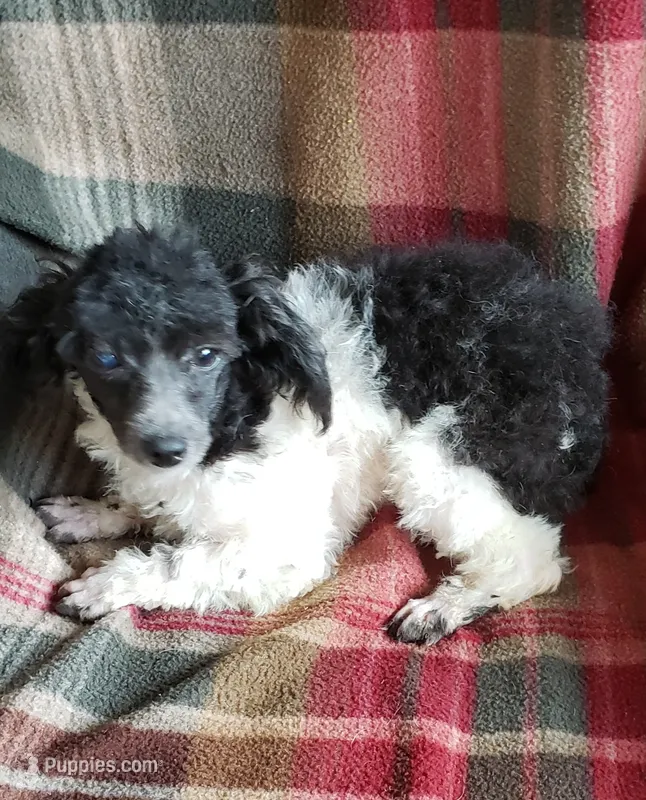 DOTTY'S SWEET DELSIE