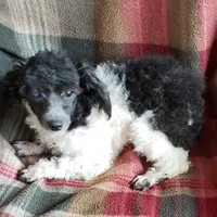 DOTTY'S SWEET DELSIE, a female Poodle - Toy  for sale in Yakima, WA – 1 of 1