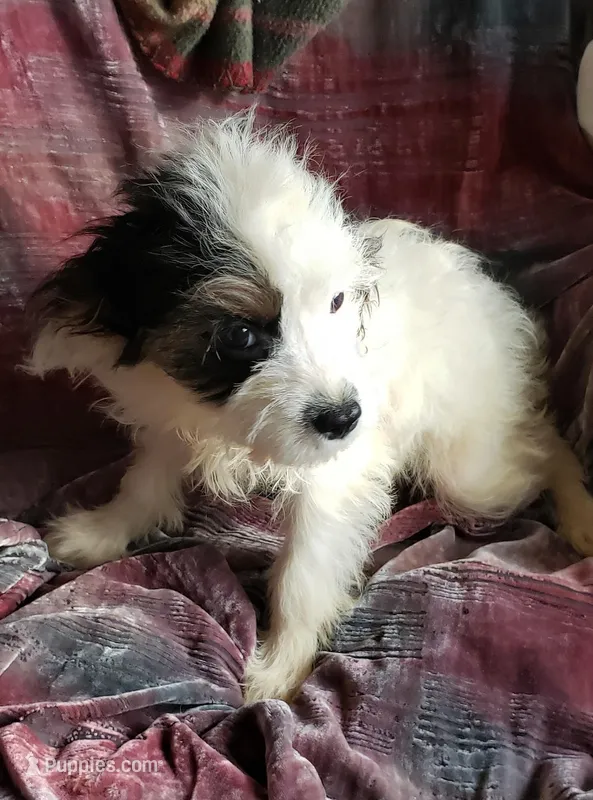 ANNABELLS SWEET  JULIE