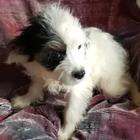 ANNABELLS SWEET  JULIE, a female Cavapoo for sale in Yakima, WA – 1 of 1