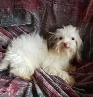 YORKIPOO  LIL" AMOS, a male Yorkipoo for sale in Yakima, WA – 1 of 1