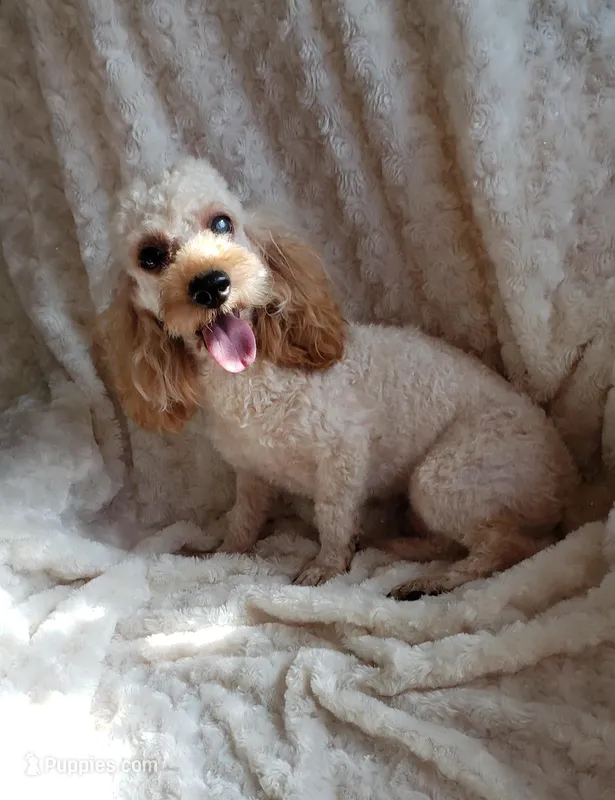 BRICK'S APRICOT BROCK – Poodle - Toy  puppy for sale in Yakima, WA