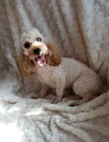 BRICK'S APRICOT BROCK, a male Poodle - Toy  for sale in Yakima, WA – 1 of 1